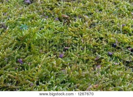 Moss (2)