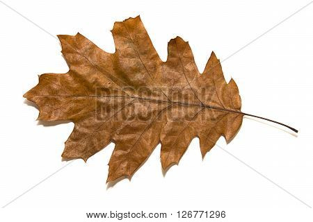 Dry autumn oak leaf on over white