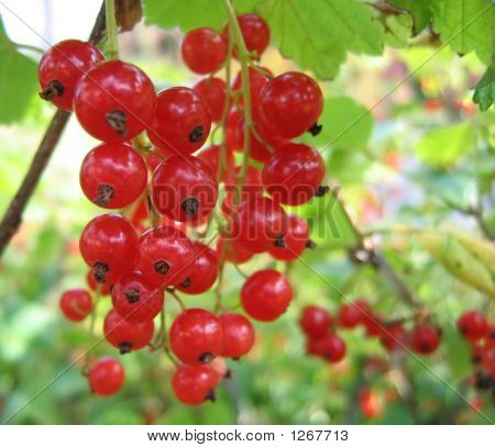 Red Currant Close-Up