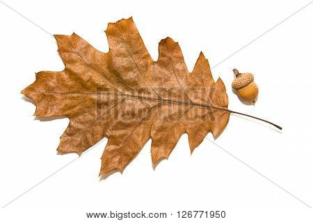 Dry autumn oak leaf on over white