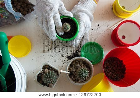 Hands in gloves planting a cactus in a green pot top view