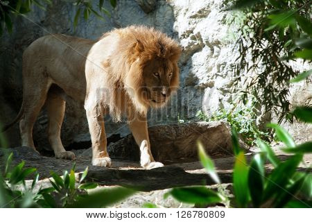 view on nice big  lion in summer zoopark environment