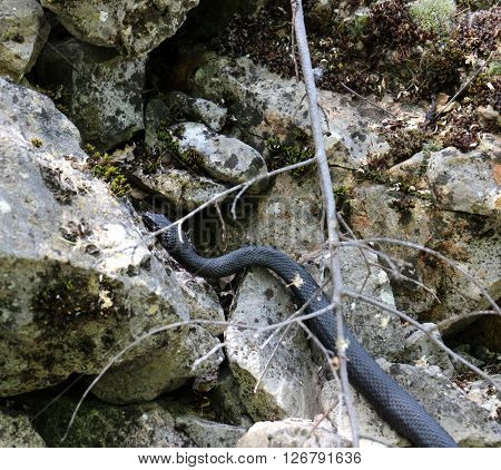 Picture of a Black snake on the Island Golem grad in Lake Prespa Macedonia