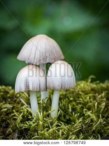 Coprinus mushrooms in moss and green blurred background - nature detail
** Note: Shallow depth of field