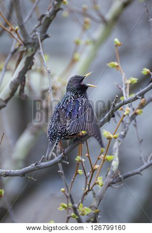 Common Starling (Sturnus vulgaris) also known as the European Starling or just Starling.
