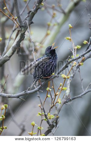 Common Starling (Sturnus vulgaris) also known as the European Starling or just Starling.