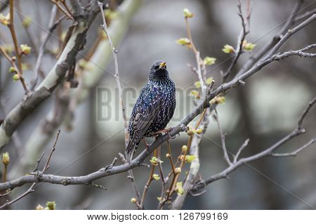 Common Starling (Sturnus vulgaris) also known as the European Starling or just Starling.