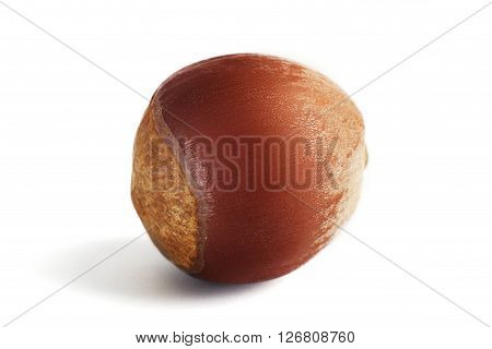 One dried hazelnut isolated on the white background. Macro.