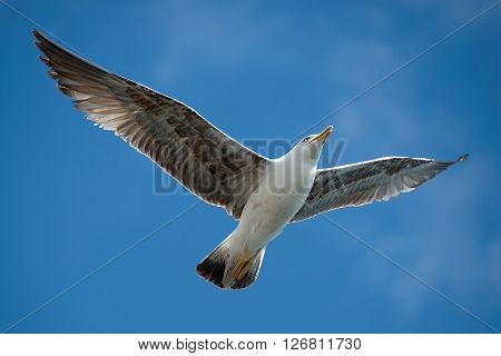 Seagull flying in beautiful sky.One flying in clear blue sky white seagull bird with big wings sunny day outdoor on natural background horizontal picture