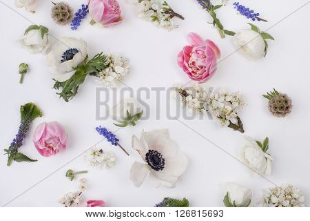 Heads of flowers : white anemones; pink tulips; white buttercups; violet veronica; blossom plum grape hyacinths on white background