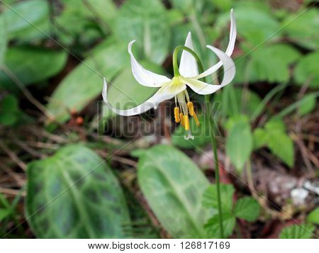 White Fawn Lily (Erythronium oregonum) growing in the forest