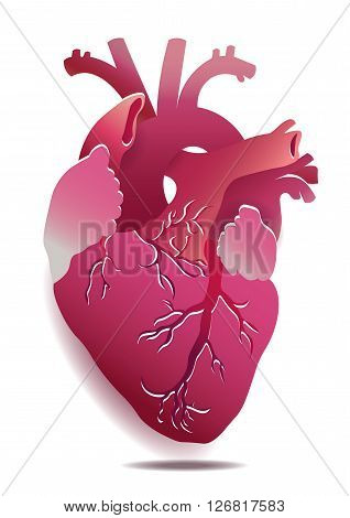 Vector Isolated Realistic Heart Illustration On White Background. Eps 10