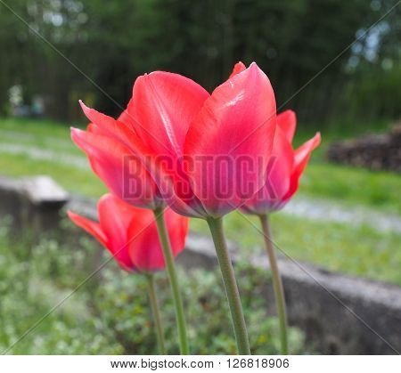 Red Tulips Flower