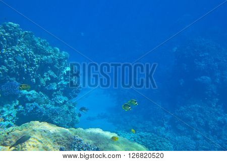 coral reef