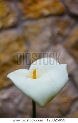 Macro of Araceae arum flower with a wall in the background