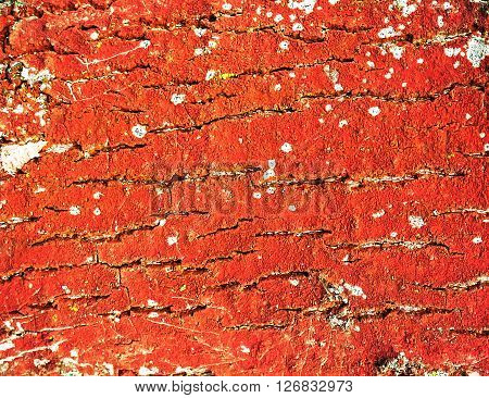 red bark on a tree in the forest