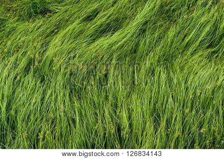 Cocograss close up beautiful green Nut grass pattern from garden