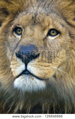 Lion head close up isolated portrait in zoo
** Note: Soft Focus at 100%, best at smaller sizes