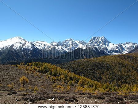Baimang Snow Mountain Nature Reserve Diqing Yunnan China
