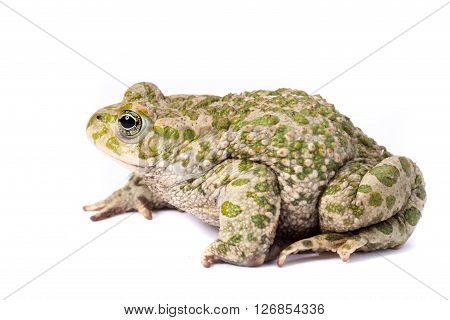 emerald toad isolated on a white background