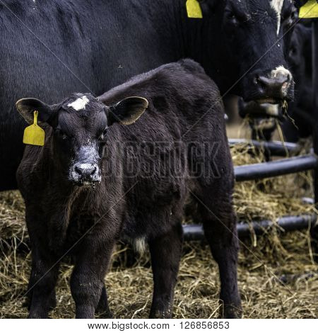 Angus crossbred calf with dried milk on his face standing in front of his mother
