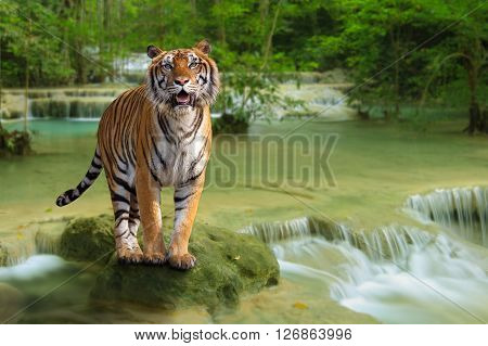 Siberian tiger stand on the rock in waterfall