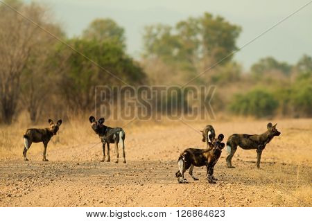 Pack of wild African wild dogs hunting