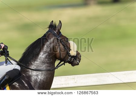 Horse Racing Head