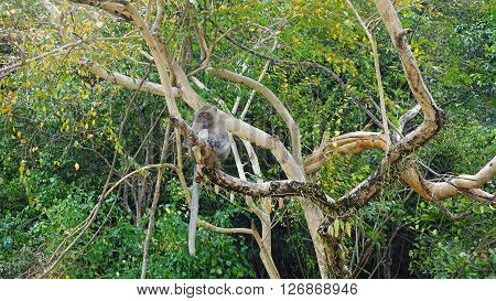 wild makake in tree in jungle of thailand