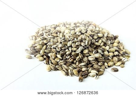 handful of barley closeup isolated on white background