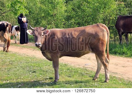 brown cow with horns looking at us and the picturesque rural view with cows road and nun in background