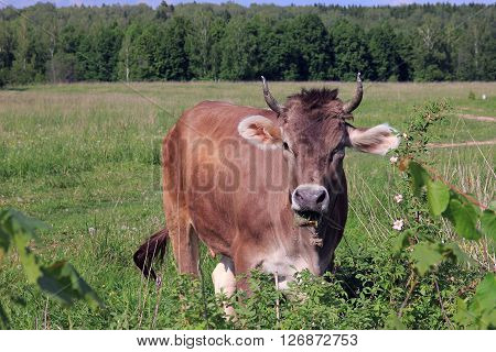 brown cow with horns looking at us and the picturesque rural meadow and forest view in background