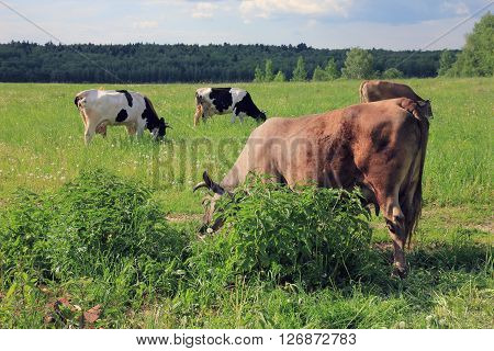 black and white and brown cows with horns graze in the picturesque rural meadow and forest view in background