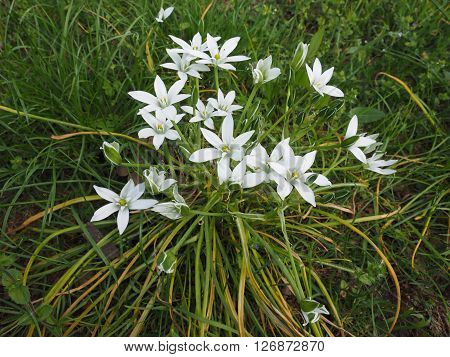 Star Of Bethlehem Flower