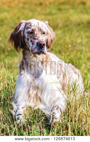 dog breed Irish Setter color marble white