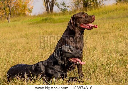 two dogs of breed Labrador black brown color