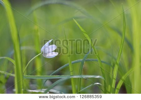 Spring White Flowers In The Grass (isopyrum Thalictroides)  Photos Old Lens.