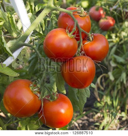 Fresh red organic tomatoes on the vine in garden