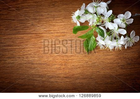 Spring flowering branch on wooden background. Apple blossoms