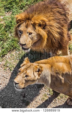 Lion Pride In Nature