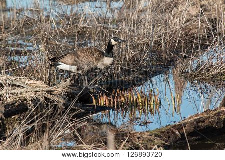 A Canadian goose on a log in the wetlands