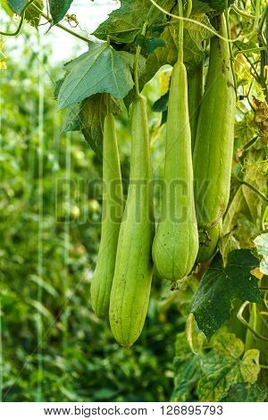 Green Sponge Gourd Vegetable Sponge In Greenhouse
