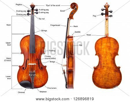 Anatomy Of A Violin (english)