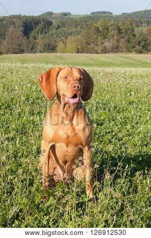 Hungarian hunting hound on a greenfield site. Spring sunny day on hunting with dogs. Viszla on a green field. Hound.