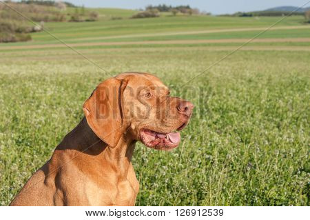 Hungarian hunting hound on a greenfield site. Spring sunny day on hunting with dogs. Viszla on a green field. Hound.