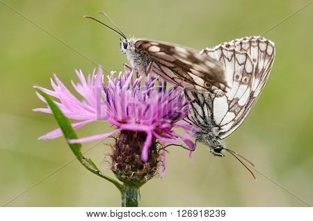 Detail - macro - of the two butterflies