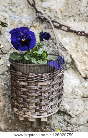 A basket with a Little pansy in lilac