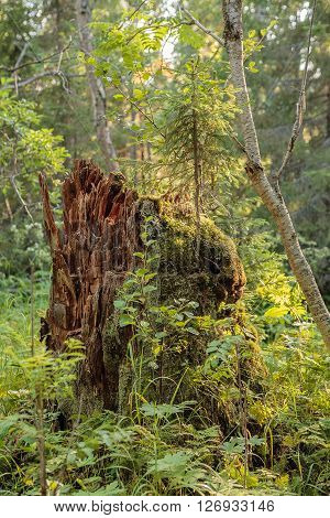 Picturesque stump. Severe beauty of Northern nature. Polar summer. Lovozero tundra.
** Note: Visible grain at 100%, best at smaller sizes