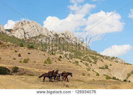 Graze horses in summer Crimea mountain landscape