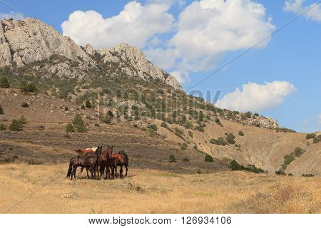 Graze horses in Crimea summer mountain landscape
** Note: Visible grain at 100%, best at smaller sizes